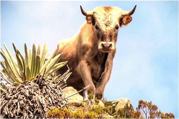 夢到好多狗要回家有什麼徵兆_周公解夢官網