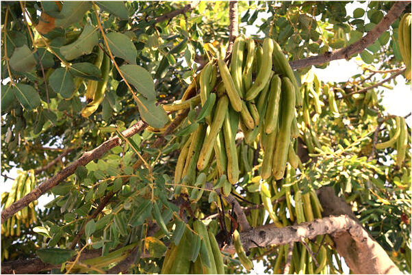 夢到了自家房屋傾斜鋼筋外露有何寓意_周公解夢官網