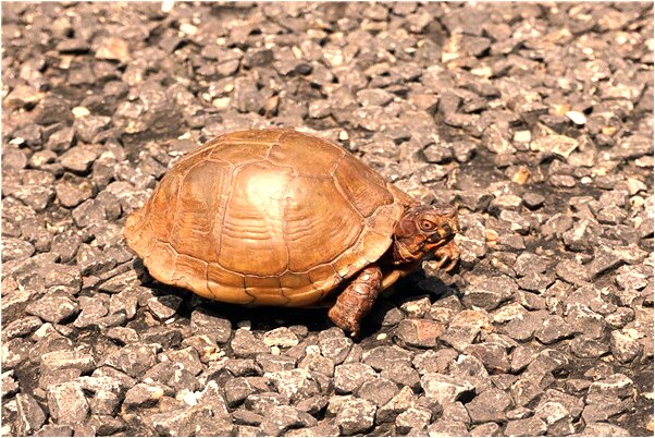 夢到兩個井有什麼說法_周公解夢官網