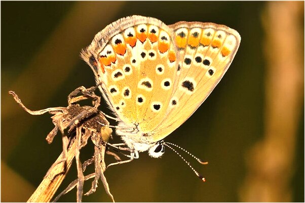 夢見別人給我柿子是什麼啟示_周公解夢官網
