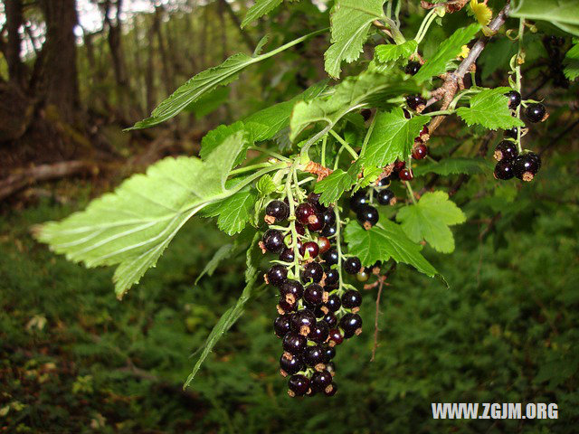 夢見孕婦蘋果_周公解夢夢到孕婦蘋果是什麼意思_做夢夢見孕婦蘋果好不好_周公解夢官網