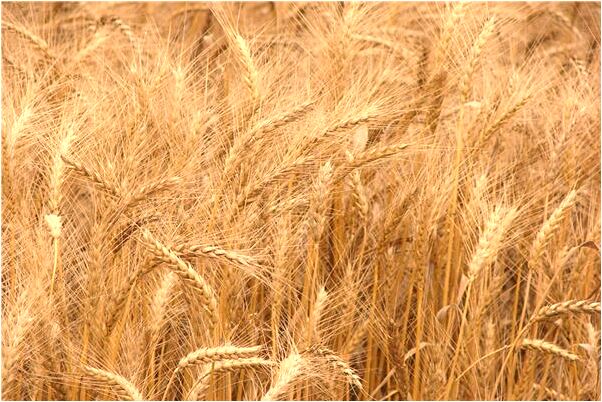 夢到玩飛盤是什麼預兆_周公解夢官網