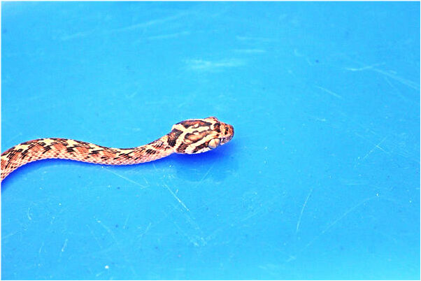 夢見貓抓住我的左腿意味著是吉兆嗎?_周公解夢官網