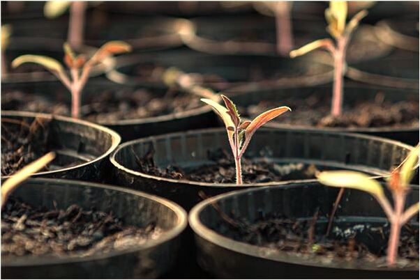 夢見我和同伴將被人吃掉意味著什麼_周公解夢官網