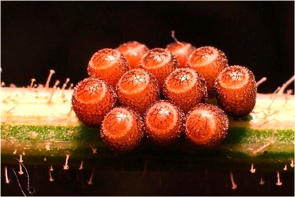 夢見蟒蛇入口袋是什麼兆頭_周公解夢官網