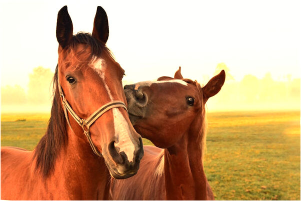 夢到昨晚自己的腳趾爛了意味什麼_周公解夢官網