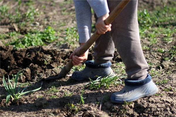 夢見鐵鍬預示著什麼_周公解夢