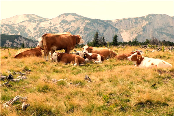 夢到了女同學玩耍是什麼預兆_周公解夢官網