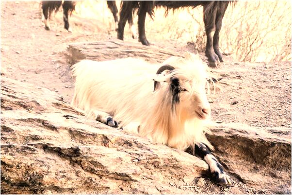 夢到與過逝人打電話會有什麼預兆_周公解夢官網