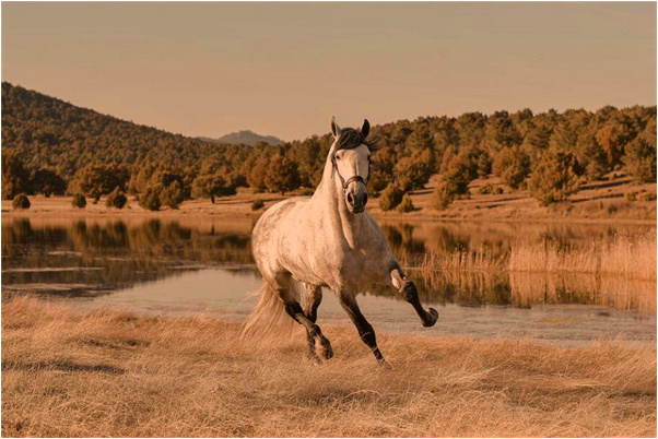 夢到了兩條大黑蛇在別人屋裡有什麼寓意嗎_周公解夢官網