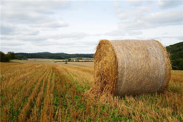 夢到了桔桿代表著什麼？_周公解夢