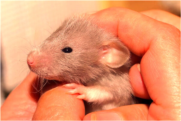 夢見被好朋友搶劫會怎么樣_周公解夢官網