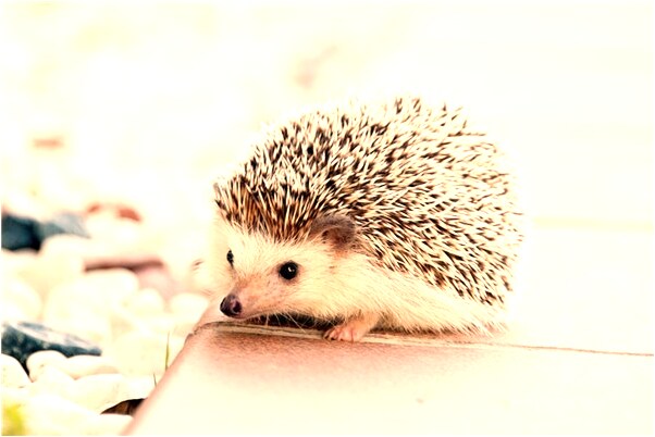 夢到了自己孩子是小偷代表什麼_周公解夢官網