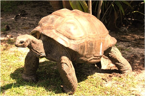 夢到了三隻金色的龜在度海是啥意思_周公解夢官網