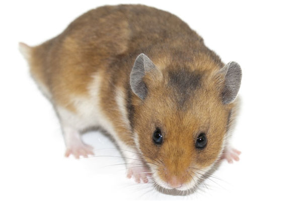 08年屬鼠的2022年運勢運程_十二生肖