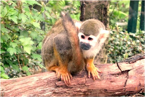 夢到亡人責罵是凶兆還是吉兆_周公解夢官網