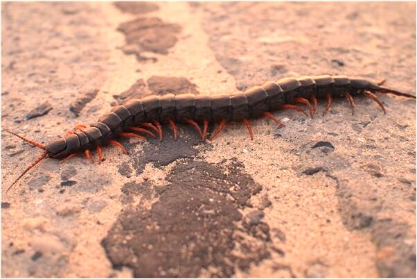 夢到男生打吊針預示什麼_周公解夢官網