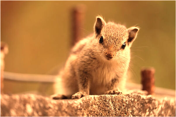 夢到了手機出問題會是什麼預兆_周公解夢官網