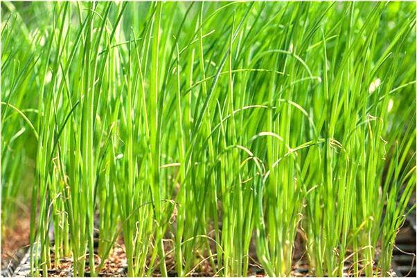 夢見我的玉觀音被人打碎了是什麼徵兆_周公解夢官網