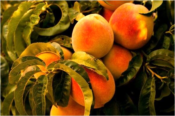 夢到狗爬樹意味著什麼_周公解夢官網