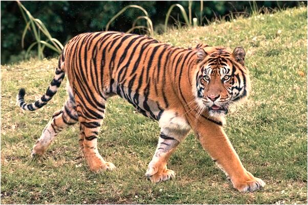 夢到了蟲子和蛇是什麼預兆_周公解夢官網