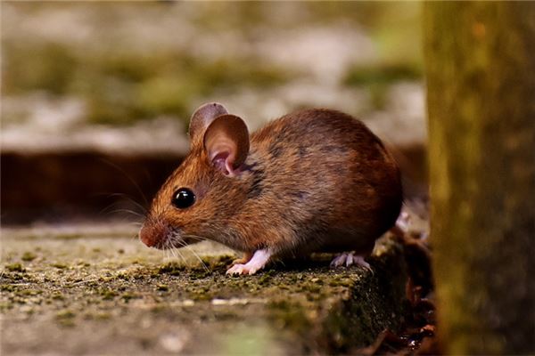 夢見一隻老鼠_周公解夢