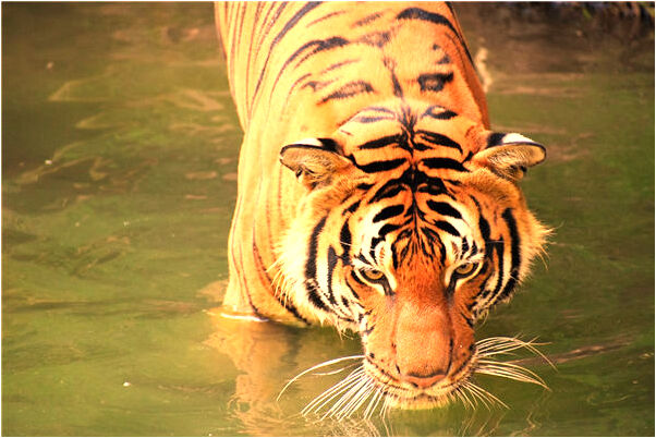 夢見夫婦恩愛預兆了什麼嗎_周公解夢官網