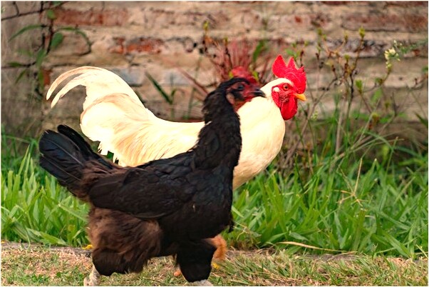 夢見爛枕頭是什麼意思_周公解夢官網