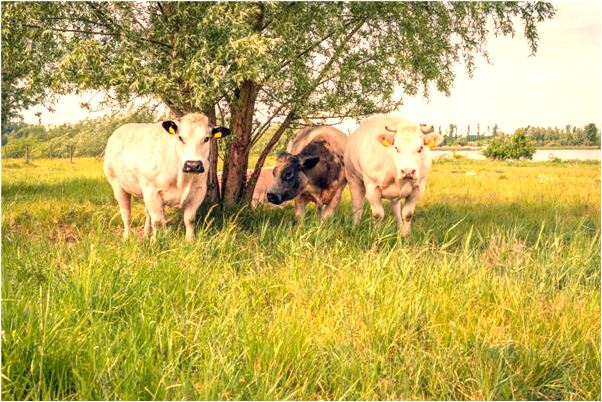 夢到了一麻袋錢是好事還是壞事_周公解夢官網