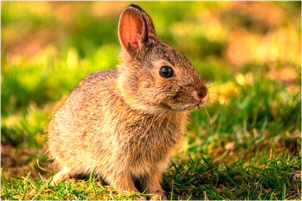 夢到了用一把漂亮的劍殺喪屍預示了什麼_周公解夢官網