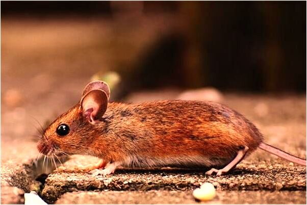 夢見到喜歡的女孩子房間裡是什麼意思？_周公解夢官網