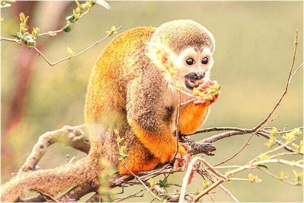 夢到釣小鱷魚會是什麼預兆_周公解夢官網