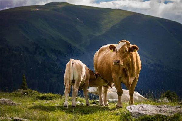 夢見牛拉屎是什麼意思_周公解夢