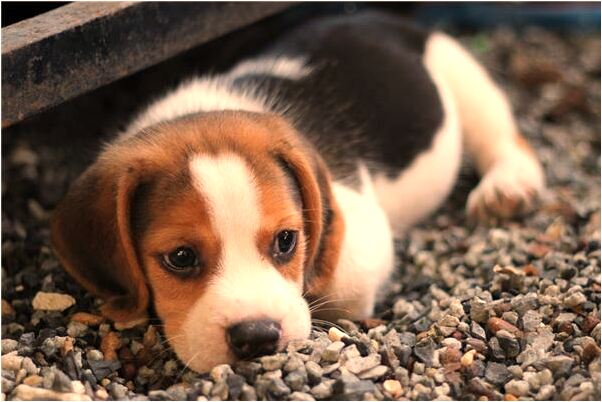 夢到別人給我家送花生是什麼啟示_周公解夢官網