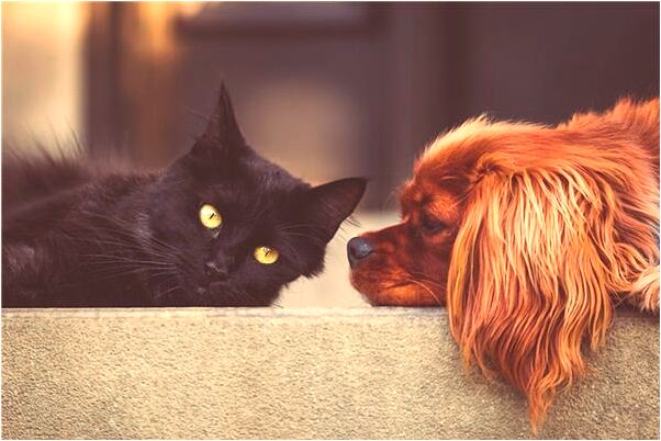 夢到拿別人襪子好不好_周公解夢官網