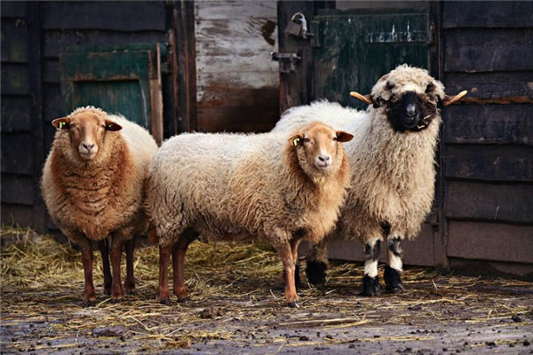 2003年生肖羊哪個時辰生最好_十二生肖