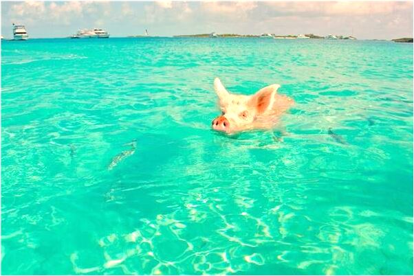 夢到拿著鞋是好的徵兆嗎_周公解夢官網