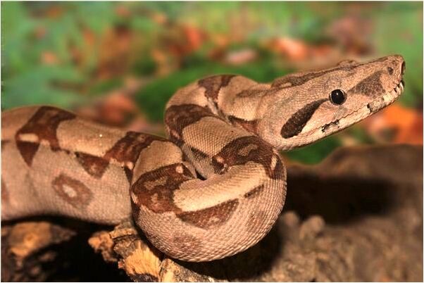 夢到了媽媽被大白蛇咬了是什麼兆頭_周公解夢官網