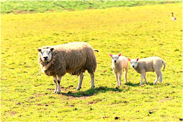 夢到了自己賣小豬是什麼預兆_周公解夢官網