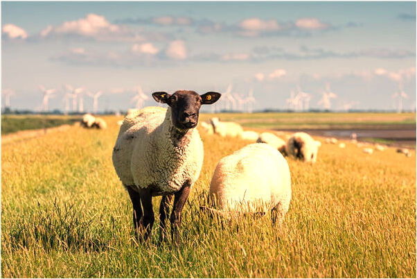 夢到了牛要進屋是什麼徵兆_周公解夢官網