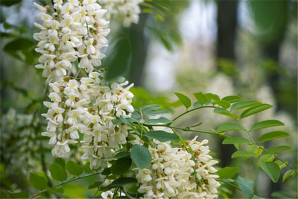 夢見槐花是什麼意思_周公解夢