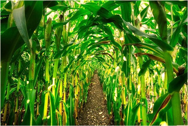 夢到了掉了很多蟲子在頭上是好的徵兆嗎_周公解夢官網