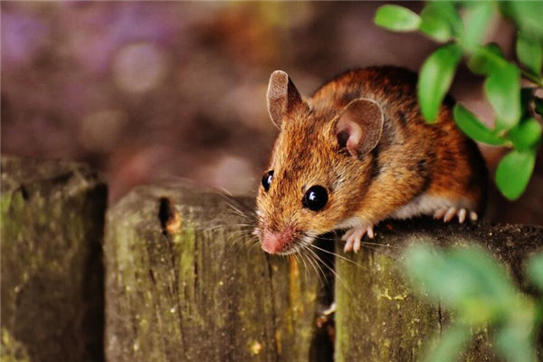 夢見捉老鼠什麼意思_周公解夢