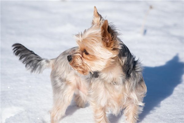 夢到小狗叫意味著什麼_周公解夢