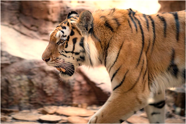 夢到了天空銅鐘飄下有什麼寓意嗎_周公解夢官網