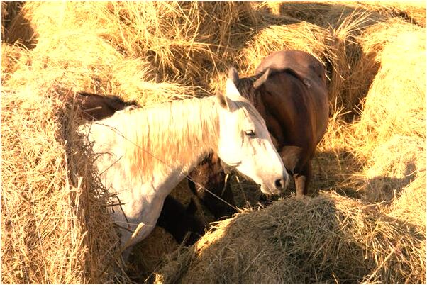 夢到了馬車拉著個棺材的預兆_周公解夢官網