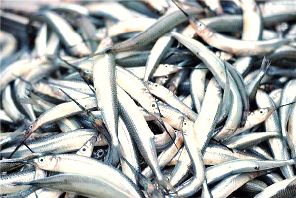 夢到死去的親人和我一起吃飯會怎么樣_周公解夢官網