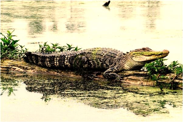 夢到我頭上長了蛇是啥預兆_周公解夢官網