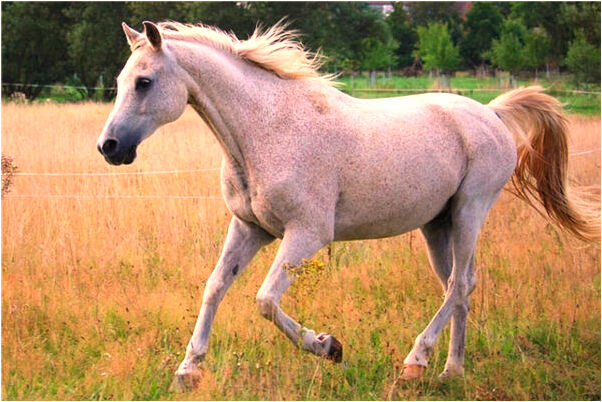 夢見被蜘蛛殺死是啥預兆_周公解夢官網