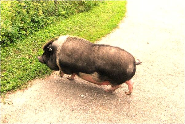 夢到了很多花生是什麼意思_周公解夢官網